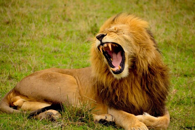 Captivating Safari Lion Park Experience (Half Day Guided Tour) - Price and value: is $94.90 fair for what you get?