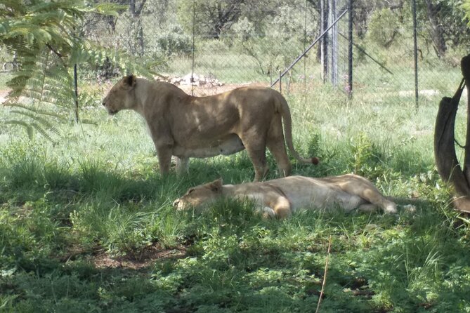 Captivating Safari Lion Park Experience (Half Day Guided Tour) - Who this Johannesburg lion park tour fits best