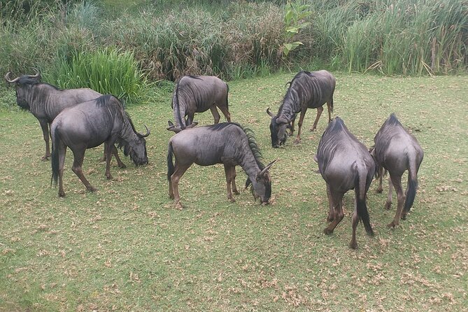 Captivating Safari Lion Park Experience (Half Day Guided Tour) - The main event: your 2-hour guided visit inside Safari Lion Park