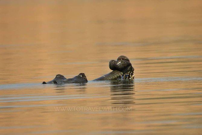 Chambal River Safari - Key things I’d circle on your shortlist