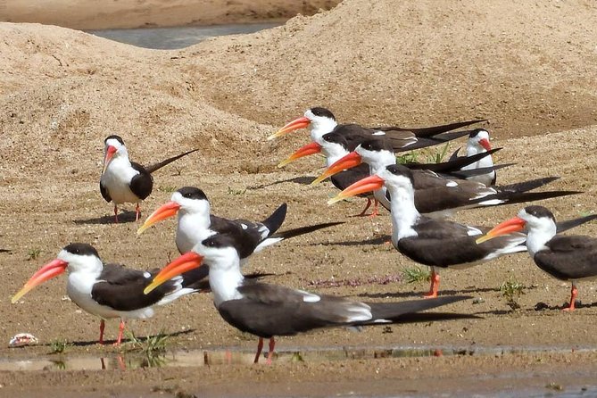 Chambal River Safari - Chambal River Safari from Agra: why this feels different