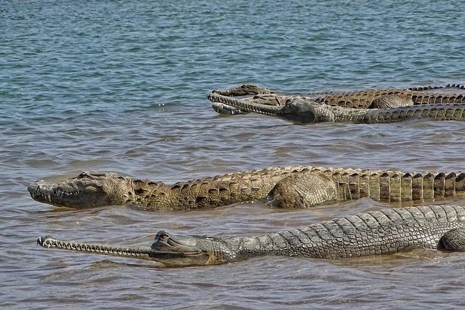 Chambal River Safari - Price and value check: why $83.87 can make sense