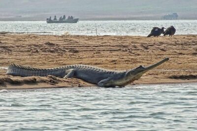 Chambal River Safari - What a 5-hour outing really means for your day
