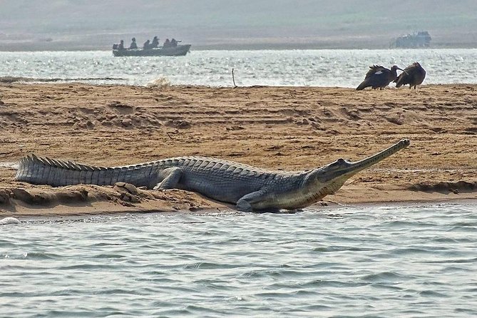 Chambal River Safari - What a 5-hour outing really means for your day