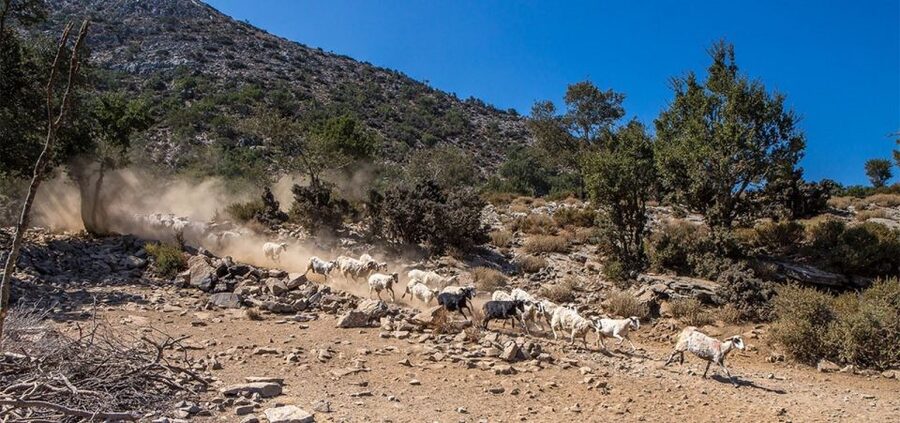 Chania: White Mountains Safari Tour with Lunch and Tastings - Lunch near Samaria Gorge entrance: seasonal Cretan flavors with big views