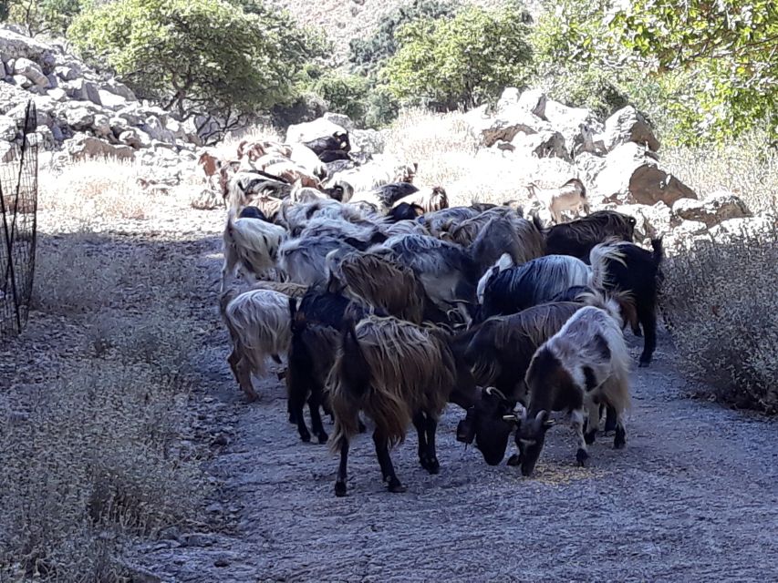 Chania: White Mountains Safari Tour with Lunch and Tastings - Price and value: what $176 buys you in real terms