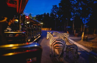 Chiang Mai Night Safari Ticket & Tram Rides Optional Pickup - Price and value: is 270 minutes enough time?