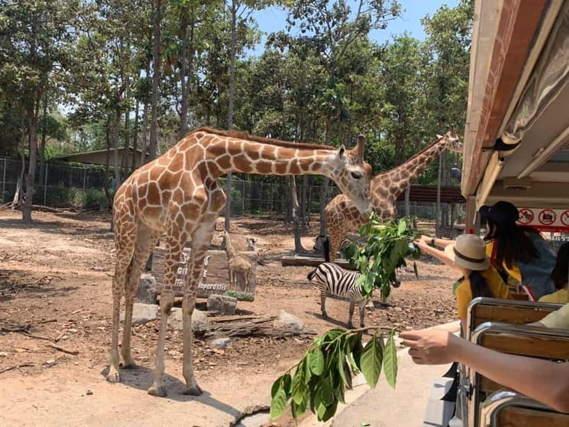 Chiang Mai Night Safari Ticket & Tram Rides Optional Pickup - Tram rides through Savannah and Predator zones: your first view of night life
