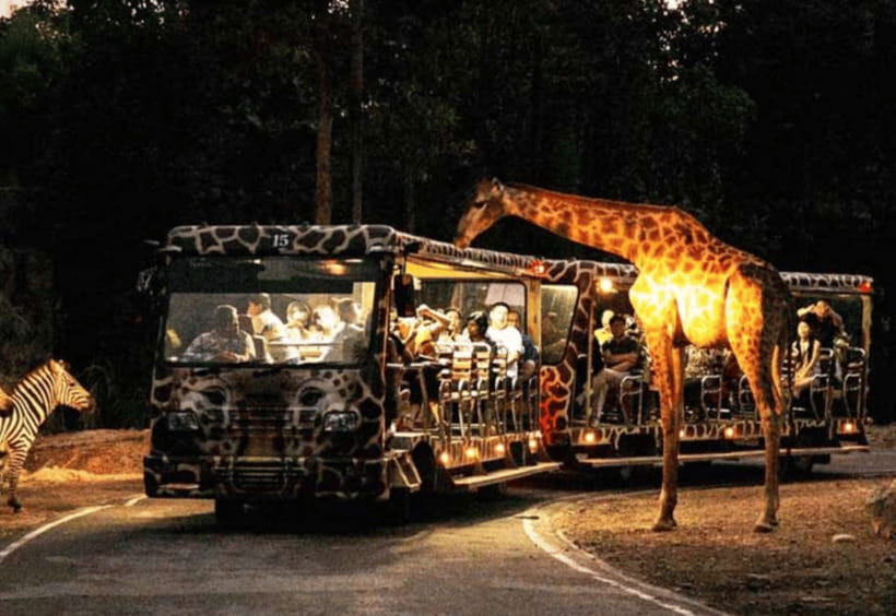 Chiang Mai: Night Safari Ticket with Transfer - Key takeaways before you go