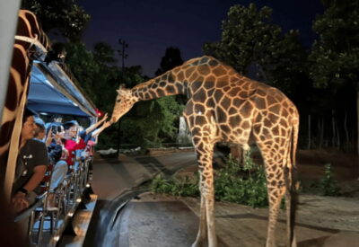 Chiang Mai: Night Safari Ticket with Transfer - The pickup slots that change everything (14:00–18:00 options)