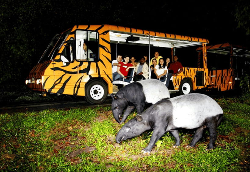 Chiang Mai: Night Safari Ticket with Transfer - Show time: tiger, dancing, musical fountain, and the Night Predator Show