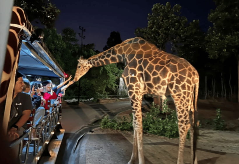Chiang Mai: Night Safari Ticket with Transfer - The pickup slots that change everything (14:00–18:00 options)