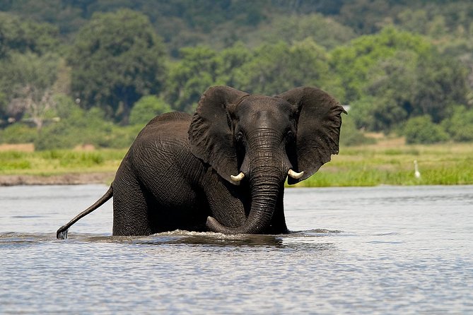 Chobe Full Day Safari Trip - Why This Chobe Full Day Trip Fits So Well With Limited Time