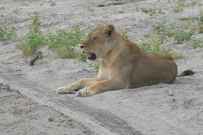 Chobe Full Day Safari Trip - Getting To Botswana: Kazungula Border Crossing and What You Must Carry