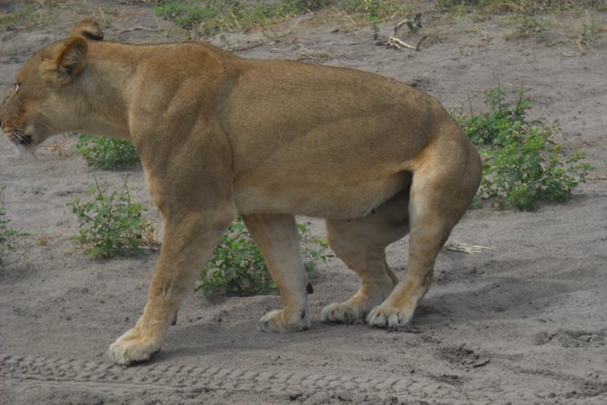 Chobe Full Day Safari Trip - Afternoon 4x4 Open Jeep Game Drive: Lions, Giraffe, Buffalo, and the Long Search