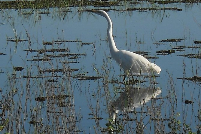 Chobe Full Day Safari Trip - Price and Logistics: What Your $180 Really Covers (and What It Doesn’t)