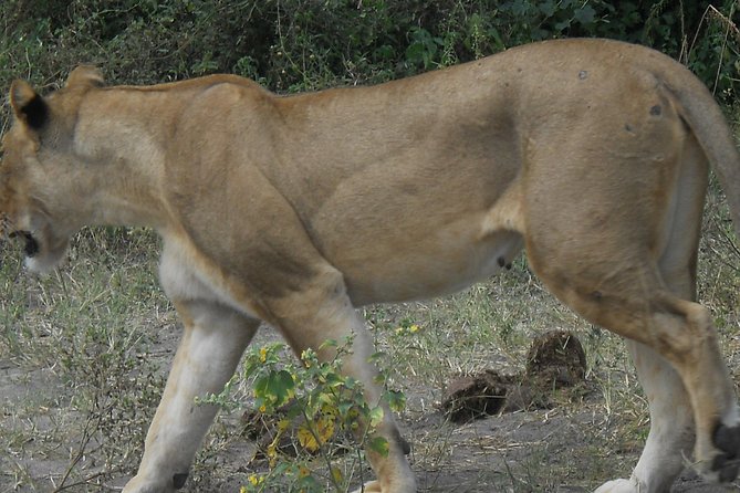 Chobe Full Day Safari Trip - Guides Matter Here: Spotting Skills and How They Improve Your Chances