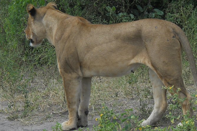 Chobe Full Day Safari Trip - What to Bring for a Smooth Chobe Safari Day