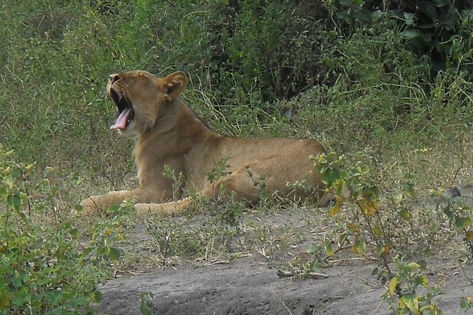 Chobe Full Day Safari Trip - Should You Book This Chobe Full Day Safari Trip?