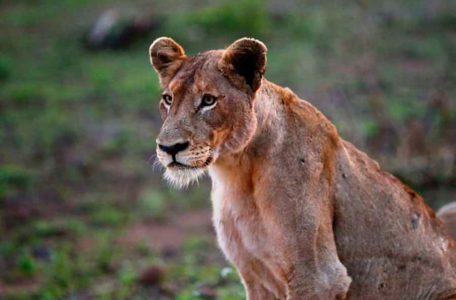 Chobe National Park: 3-Hour Game Drive - Key takeaways before you go