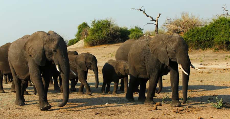 Chobe National Park: 3-Hour Game Drive - Your vehicle: open sides, custom 4x4, and how that changes the experience