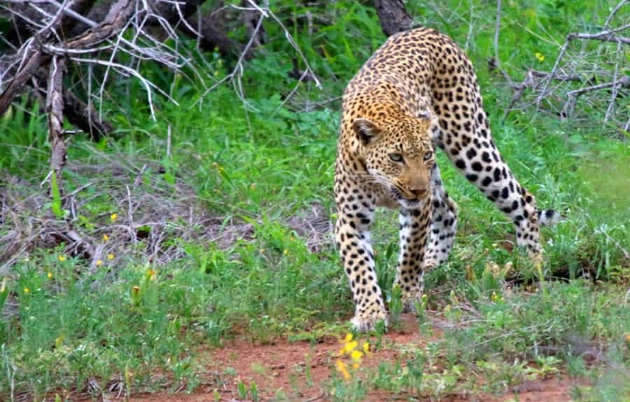 Chobe National Park: 3-Hour Game Drive - The 3-hour game drive itself: what your timed wildlife window feels like
