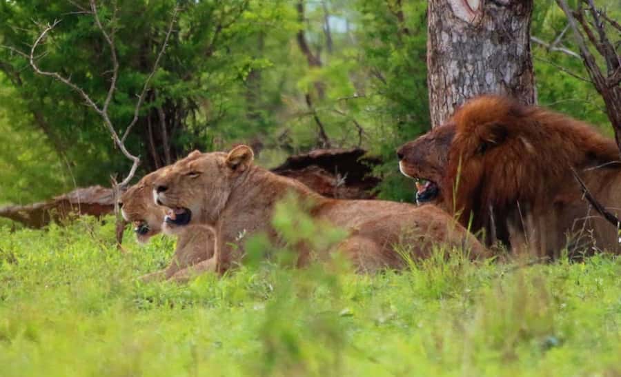 Chobe National Park: 3-Hour Game Drive - Wildlife sightings and photography: elephants, big game, and bird chances