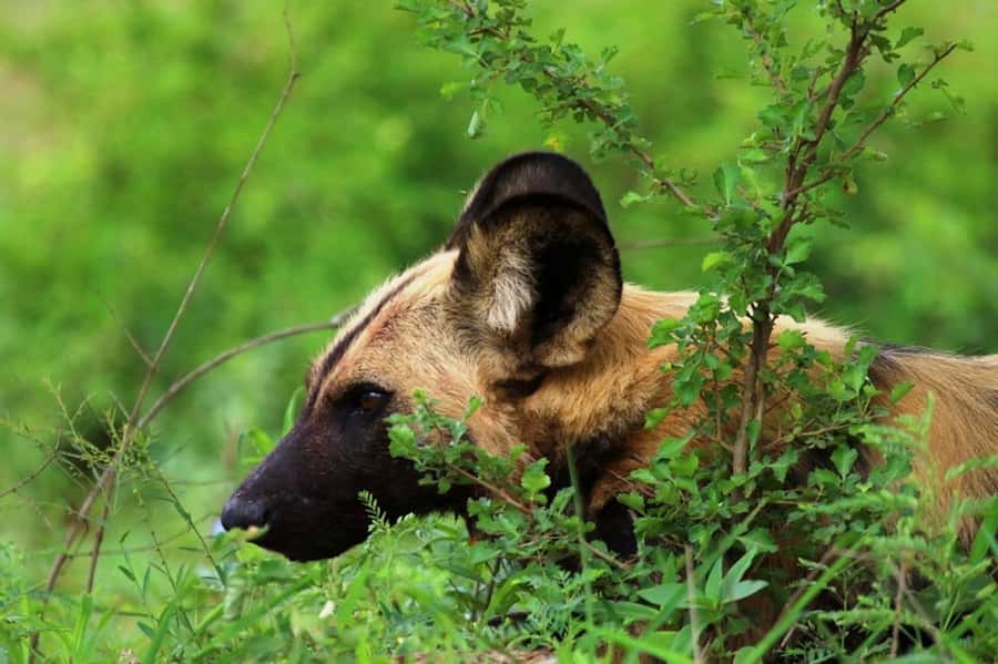Chobe National Park: 3-Hour Game Drive - Time, money, and value: what $46 really covers in Chobe