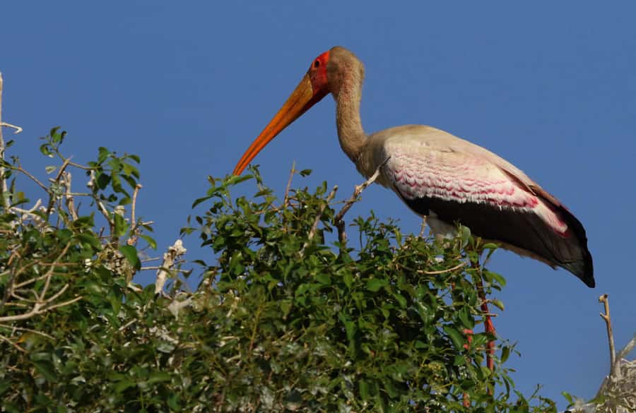 Chobe National Park: 3-Hour Game Drive - What’s included, what’s not, and what to pack for a smooth morning