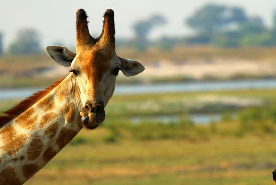 Chobe National Park: 3-Hour Game Drive - Should you book this Chobe 3-hour game drive?