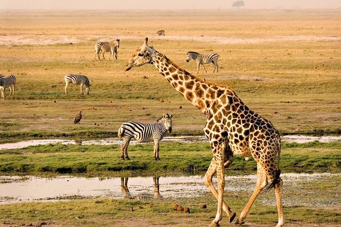 Chobe National Park Full Day Safari (Botswana) - Key Things I’d Focus on Before You Go