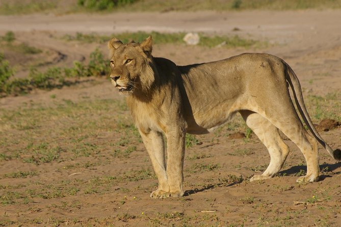 Chobe National Park Full Day Safari (Botswana) - How the Victoria Falls to Chobe Day Really Works (8–10 Hours)
