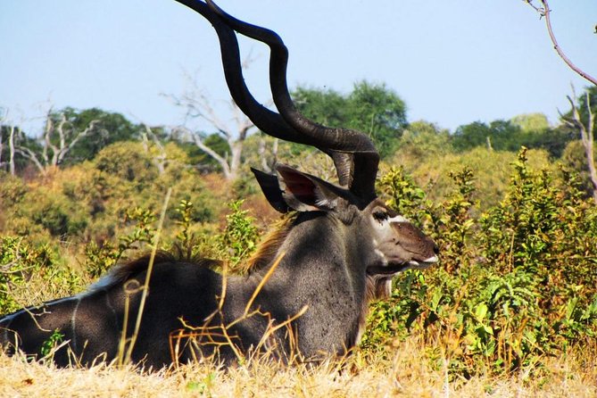 Chobe National Park Full Day Safari (Botswana) - Who This Safari Fits Best (and Who Might Want a Different Plan)