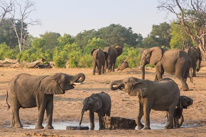 Chobe National Park Full Day Safari (Botswana) - Small Practical Details That Matter on Safari Days