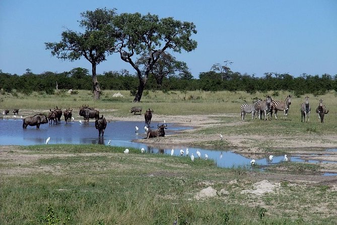 Chobe National Park Full Day Safari (Botswana) - Chobe River Boat Cruise: Why the Water Adds a Second Safari Story