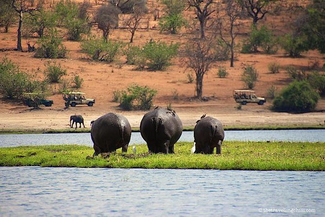 Chobe Safari Day Trip From Livingstone - Chobe River Cruise: Up Close With Hippos and More