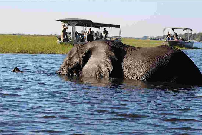 Chobe Safari Day Trip From Livingstone - Crossing Into Botswana: The Comfort Factor of a Guide