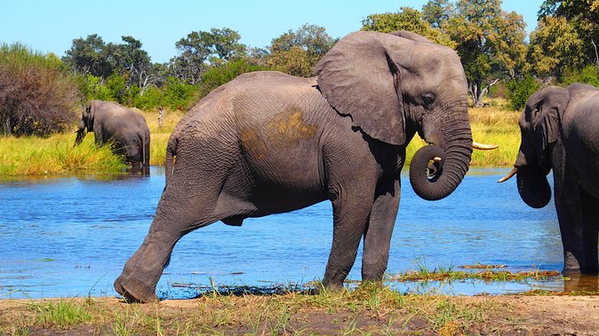 Chobe Safari Day Trip From Livingstone - Timing, Weather, and Sightings: Set Expectations the Smart Way