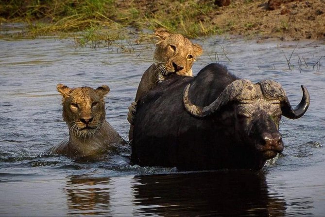 Chobe Safari Day Trip From Livingstone - Group Size and Comfort: Private Transport With a Cap