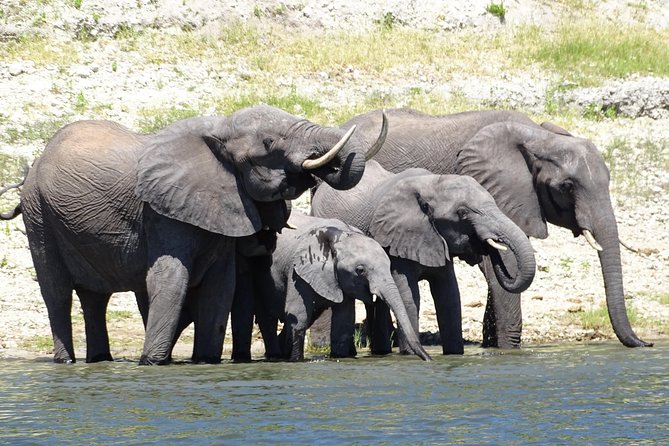 Chobe Safari Experience Day Trip - MINIMUM 2 PEOPLE - Key Things You’ll Notice Right Away