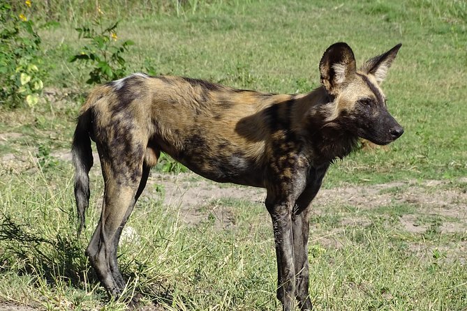 Chobe Safari Experience Day Trip - MINIMUM 2 PEOPLE - Chobe Safari From Livingstone: Expect a Long, Wildlife-Focused Day