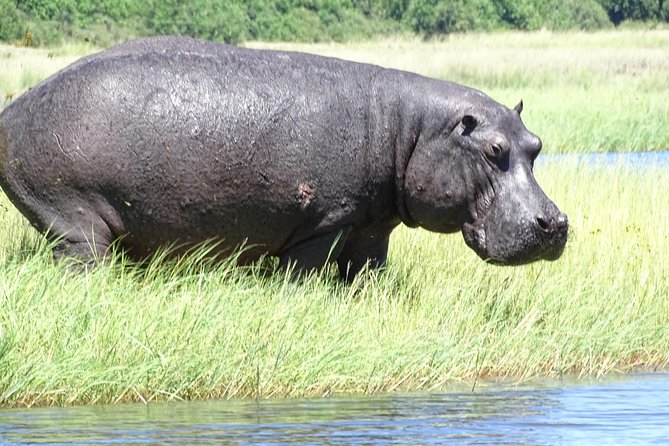 Chobe Safari Experience Day Trip - MINIMUM 2 PEOPLE - Transfers and Border Help: The Practical Reason This Tour Works