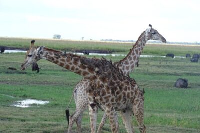 Chobe Safari Experience Day Trip - MINIMUM 2 PEOPLE - Jeep Game Drive in Chobe National Park: Land Wildlife and Big-Event Chances
