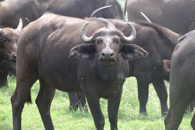 Chobe Safari Experience Day Trip - MINIMUM 2 PEOPLE - Who This Tour Is Best For (And Who Might Feel Rushed)
