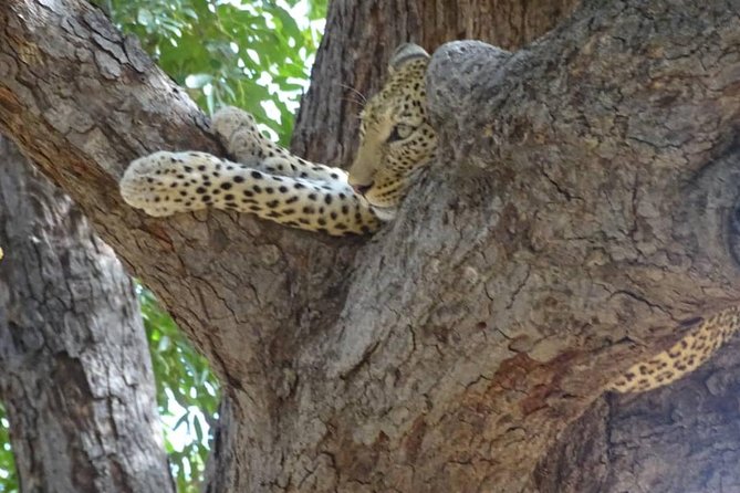 Chobe Safari Experience Day Trip - MINIMUM 2 PEOPLE - Should You Book This Chobe Day Trip From Livingstone?