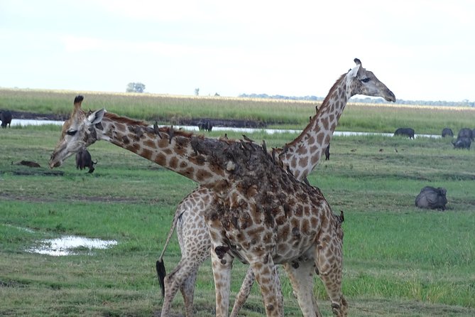 Chobe Safari Experience Day Trip - MINIMUM 2 PEOPLE - Jeep Game Drive in Chobe National Park: Land Wildlife and Big-Event Chances
