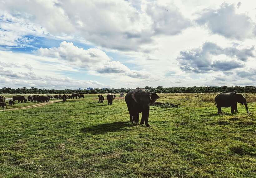 Colombo/Negombo: Sigiriya, Dambulla, and Minneriya Safari - What Makes the Guides Matter More Than You’d Expect