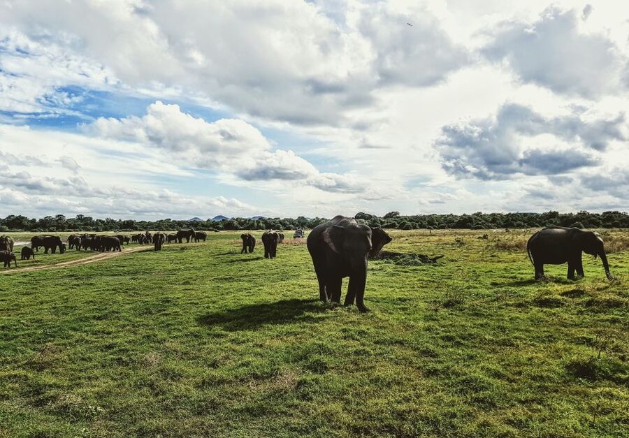 Colombo/Negombo: Sigiriya, Dambulla, and Minneriya Safari - Lunch Break: Plan on Paying for Food Yourself