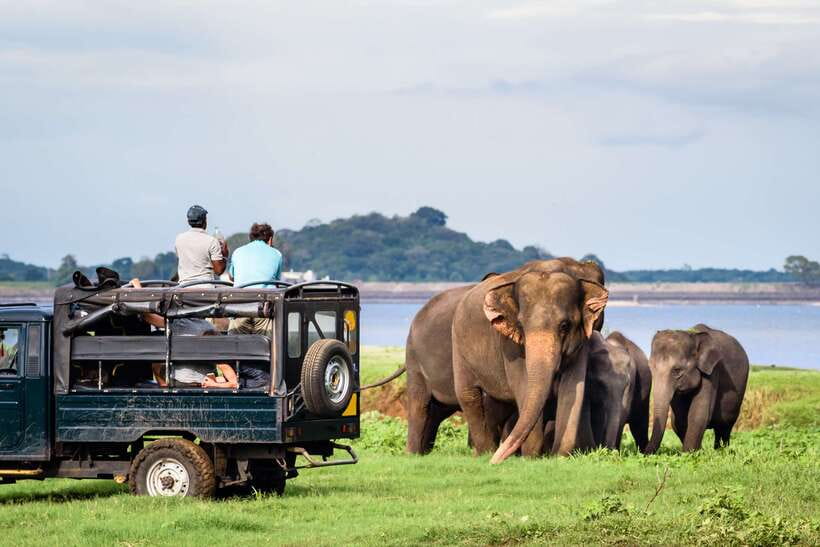 Colombo/Negombo: Sigiriya, Dambulla, and Minneriya Safari - Minneriya National Park Safari: Lions Are Not Guaranteed, Elephants Often Feel Likely