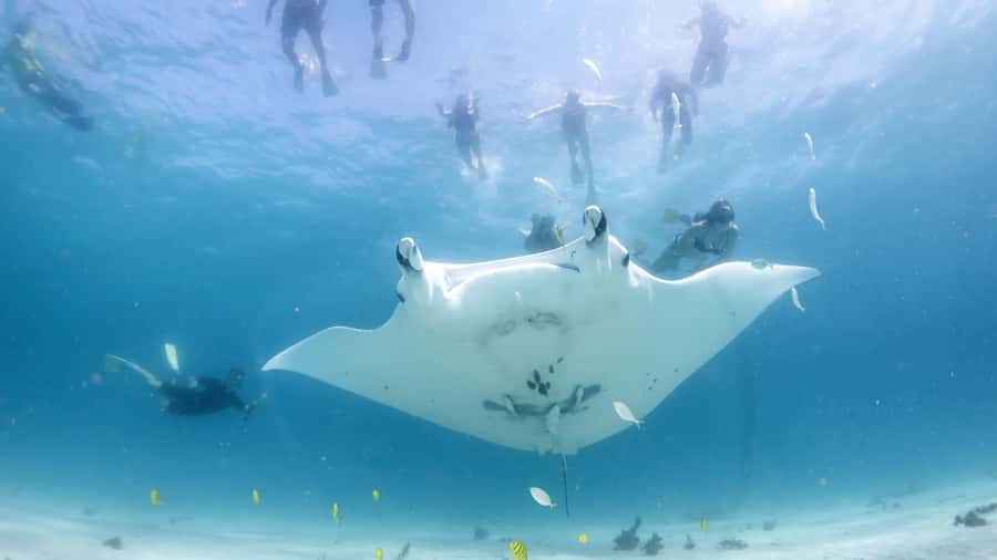 Coral Bay: Marine Eco Safari - Swim With Manta Rays - Key points to know before you go